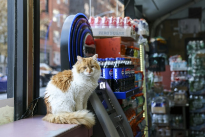 Simba lives at a bodega in Manhattan and is popular with the shop's customers - ANGELA WEISS (AFP)
