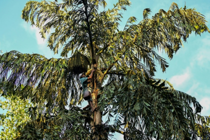 Sarath Ananda climbs towering palm trees to collect sweet, milky sap that is boiled into treacle - Ishara S. KODIKARA (AFP)
