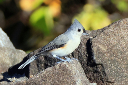Scientists say that noise pollution is impacting bird behaviour, stress levels and reproduction. - BRUCE BENNETT (AFP)