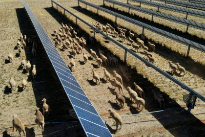 Australian farmers are helping with the transition to green energy by combining solar panels more traditional sheep farming - Gregory Plesse (AFP)
