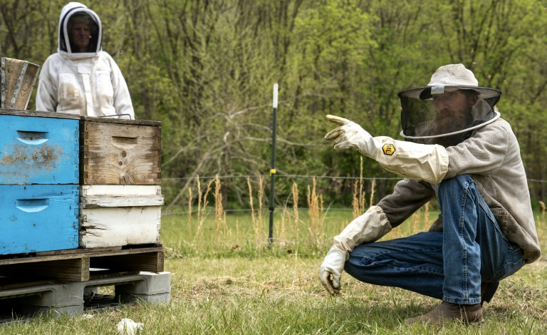 As bee population collapses, US apiarists fear research cuts