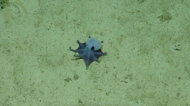'He's tiny! It's blue!': Scientists find new deep-sea octopus