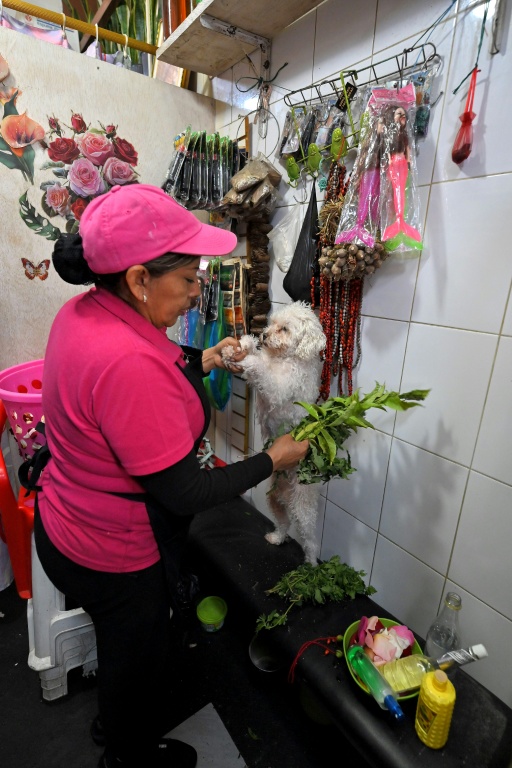 Cleaning the chakras of Ecuador's cats and dogs