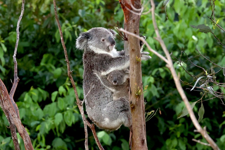 Even moderately hot days raise risk of koala deaths: study