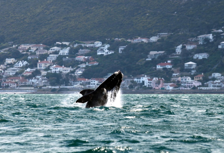 Middle East conflicts a danger for whales off S.Africa: study