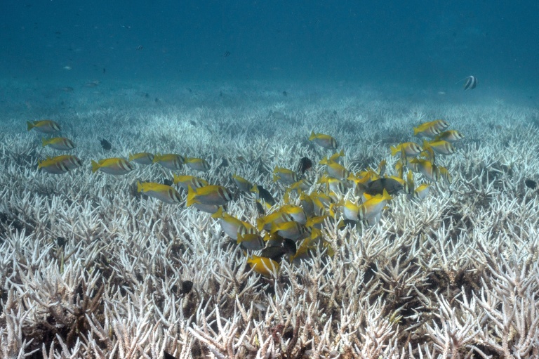 'Dread': coral scientists fear bleaching El Nino could bring