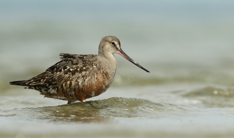 Forty new migratory species win international protection: UN body