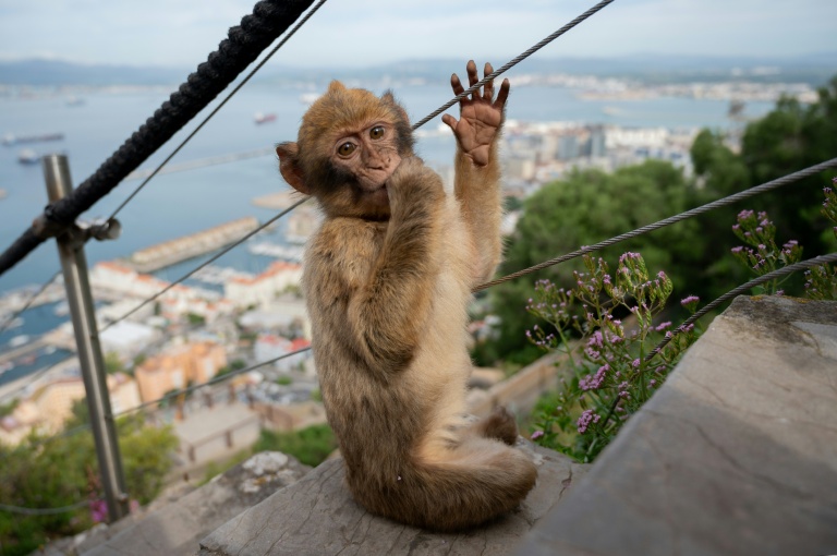 Gibraltar monkeys eat soil in junk food detox: study