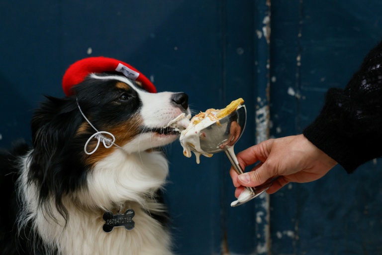 Bone appetit: Paris pups lap up treats at dog-centric spots