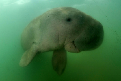 The Persian Gulf hosts the world's second-largest population of dugongs, herbivorous marine mammals listed as vulnerable, with an estimated 5,000 to 7,500 individuals - Sirachai ARUNRUGSTICHAI, - (AFP)