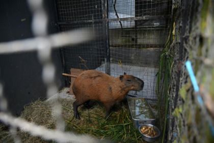 In an incident filmed by security cameras before dawn on Saturday, a group of attackers beat the capybara with sticks and iron bars in the working-class neighborhood of Ilha do Governador - MAURO PIMENTEL (AFP)