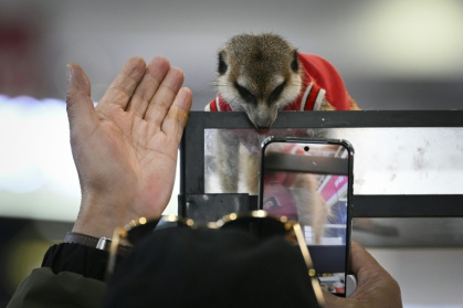 A visitor takes pictures of a suricata at a pet fair in Beijing - WANG Zhao (AFP)