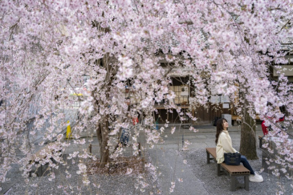 Japanese locals and tourists have packed the country's most stunning cherry blossom spots - Yuichi YAMAZAKI (AFP)