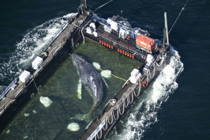 An aerial photo shows the rescued humpback whale in a special barge along the Danish coastline - Philip Dulian (AFP)
