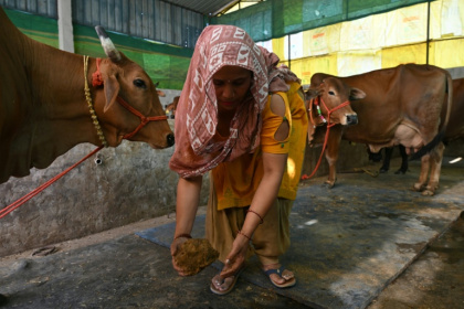 A villager collects cow dung from her stable near Uttar Pradesh's Bulandshahr district. India is promoting biogas as a low-cost rural energy source - Arun SANKAR (AFP)