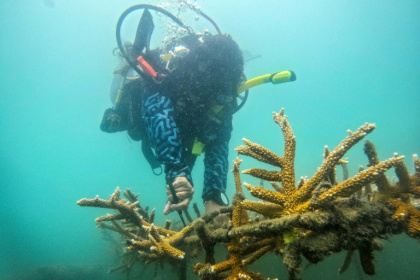 Former fishermen have opted to revive Colombia's coral reefs instead of destroying them - Luis ACOSTA (AFP)