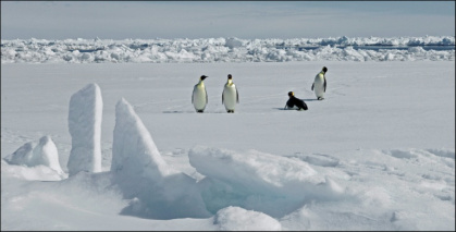 The number of emperor penguins has plummeted primarily due to climate change that causes the sea ice where they live, hunt and breed to break up earlier in the year - PETER BUCKTROUT (AFP)