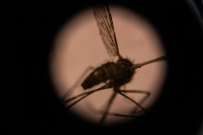 Our greatest nemesis? By transmitting diseases, mosquitoes kill three quarters of a million people a year - Olympia DE MAISMONT (AFP)
