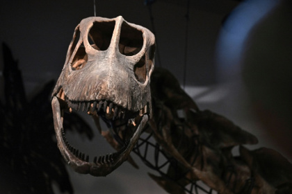 A model skeleton of Nagatitan chaiyaphumensis, Thailand’s largest dinosaur, at the Thainosaur Museum in Bangkok - Lillian SUWANRUMPHA (AFP)