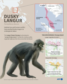 Infographic on Malaysia's dusky langur, and on a project that helps to protect a troop in an expanding urban area on Penang Island. - Nicholas SHEARMAN (AFP)