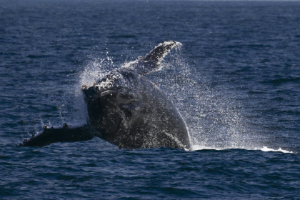A humpback whale leaps around off the coast of Brazil - Pablo PORCIUNCULA (AFP)