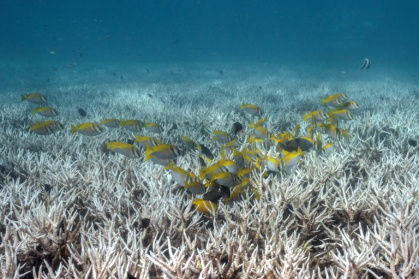 Coral reefs globally are struggling with back-to-back bleaching events - Lillian SUWANRUMPHA (AFP)