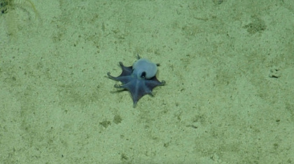 'He's tiny! It's blue!' one excited scientist was recorded as saying when she first caught sight of the creature - Handout (AFP)