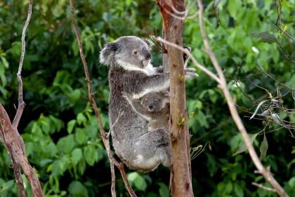 Researchers found the odds of adult koalas being admitted into care or dying in the Australian state of NSW rose when average maximum temperatures over a 7-day period reached 27C - DAVID GRAY (AFP)