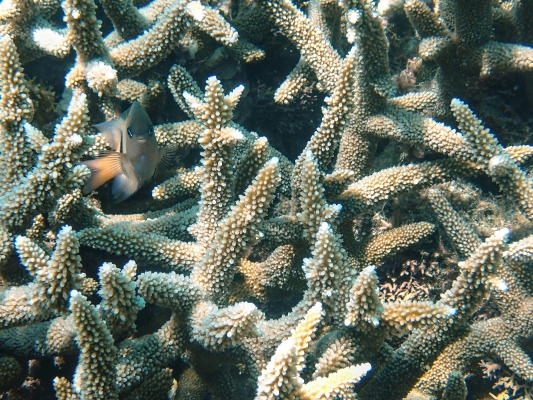 UN warns of 'deepening crisis' in oceans, urges action