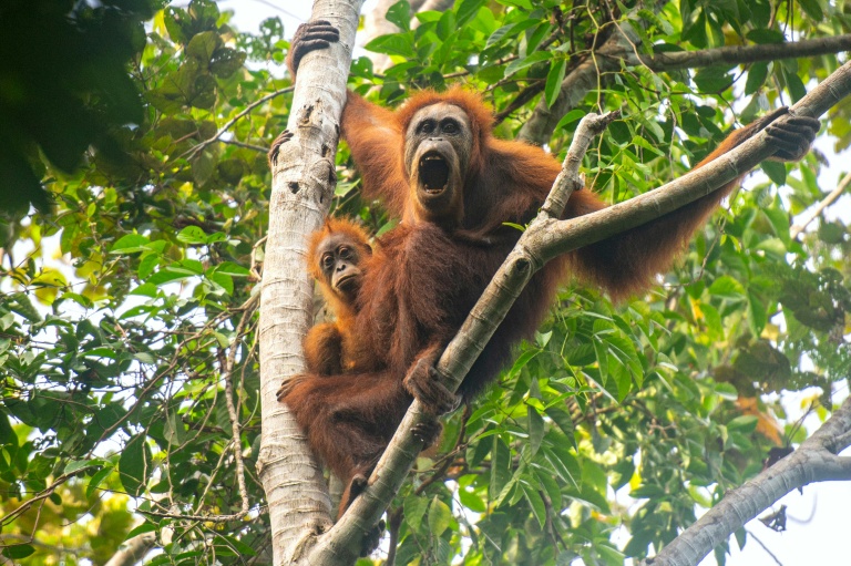 Climate change-fuelled storm decimated world's rarest great ape: study