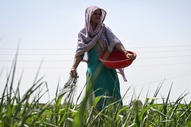 India eyes biofertilisers after Mideast war stoked supply fears