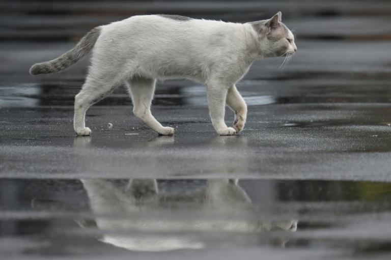 Trap, neuter, release: Jakarta battles cat-astrophic stray numbers