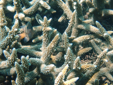 Repeated marine heatwaves and storms 'leave little time for recovery and are pushing reefs towards collapse', the report said - Marine GACHET (AFP)