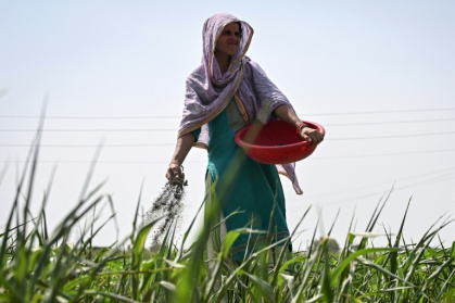 Local farmer Neetu sprinkles organic biofertiliser in a field in Bichpuri village near Uttar Pradesh's Tappal town - Arun SANKAR (AFP)