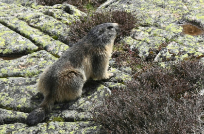 Marmots are thought to have spread the plague among ancient hunter-gatherers - Gaizka IROZ (AFP)