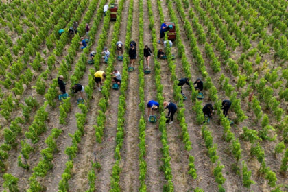 The 2026 harvest was the earliest ever recorded in Champagne - Jean-Christophe VERHAEGEN (AFP)